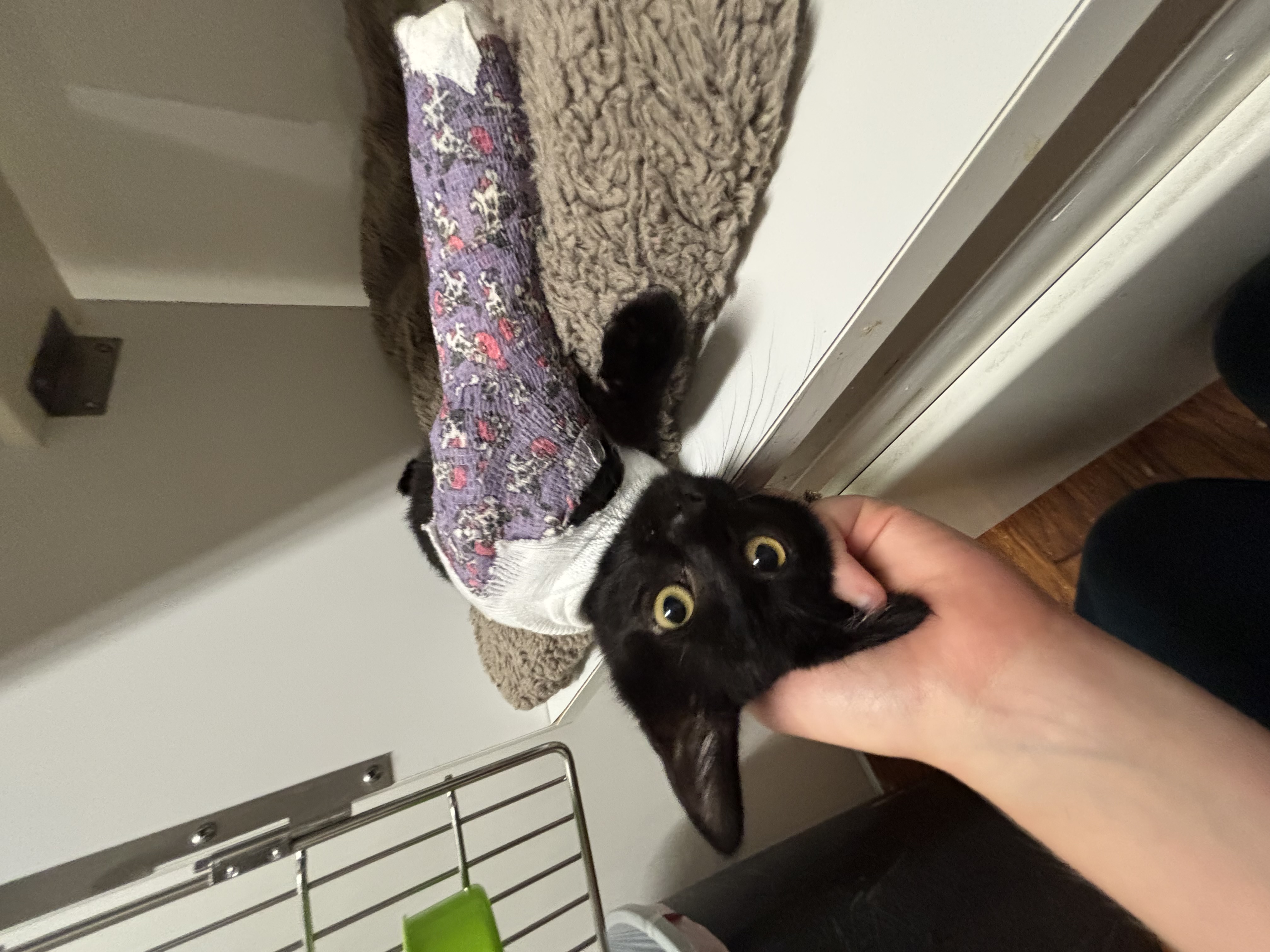 Cat in cage