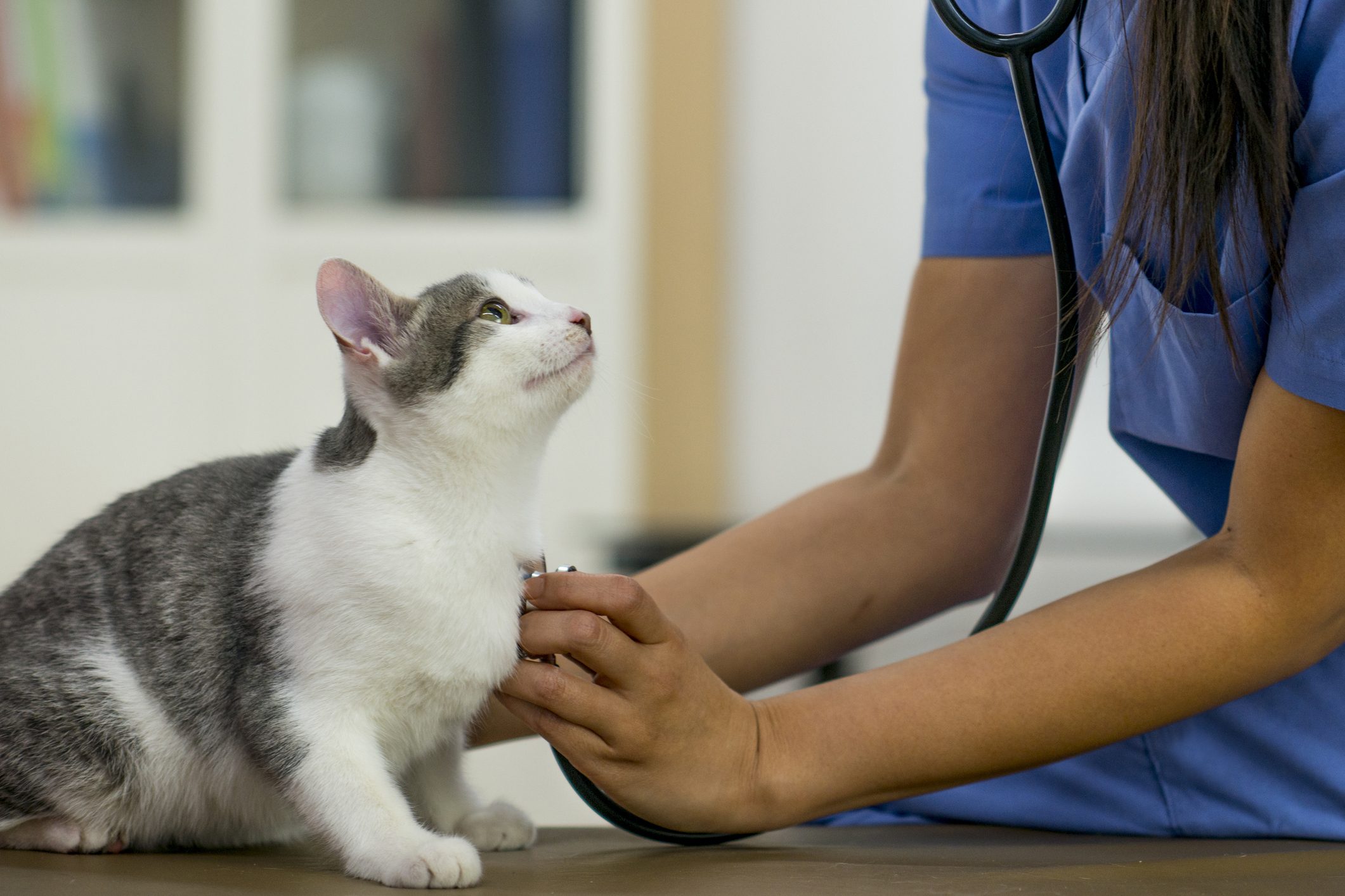 Veterinarian examining a cat