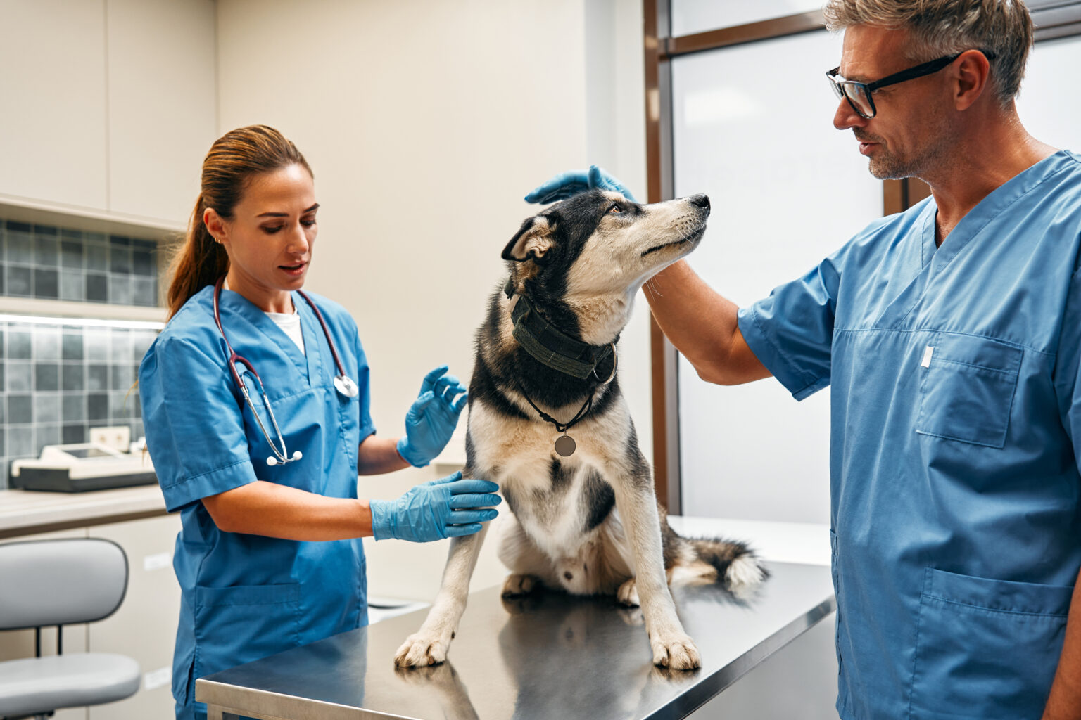 Veterinarian examining dog