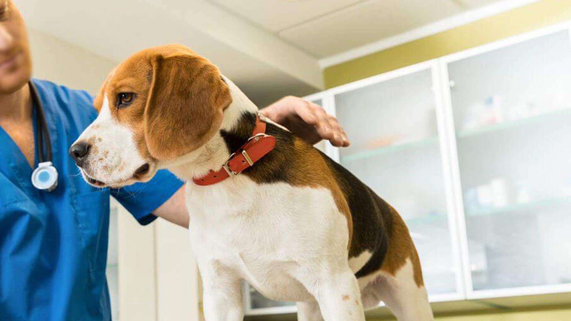 Happy dog at veterinary clinic